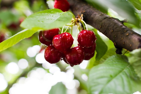 Small cherry cluster hanging on the treeの写真素材