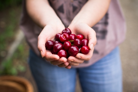 Woman hand showing fresh delicious cherry