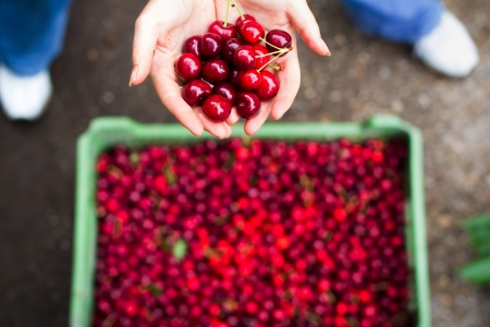 Woman showing cherry over binの写真素材