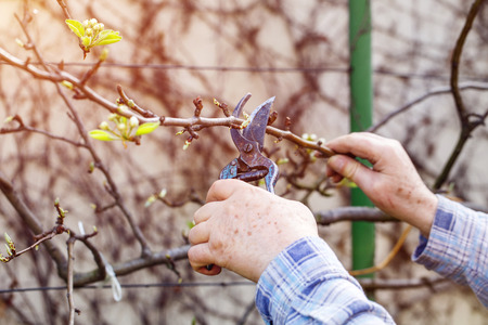 Old man hands prune branch outdoor in sunriseの写真素材