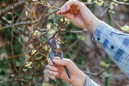 Man prune branch at spring, two hands, outdoor