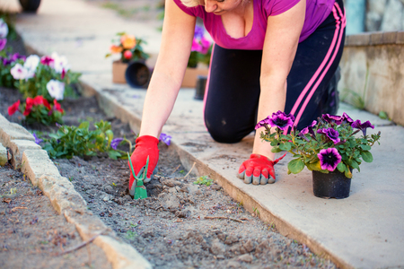 Blonde gardener farmer woman planting flowers in gardenの写真素材