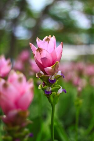 siam tulip beautifulの写真素材