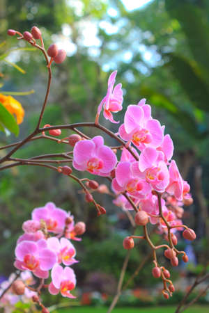 Pink orchid の写真素材