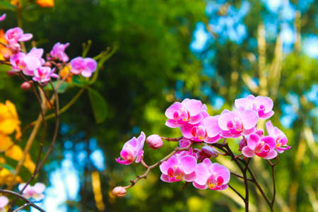 Beautiful pink flowers の写真素材