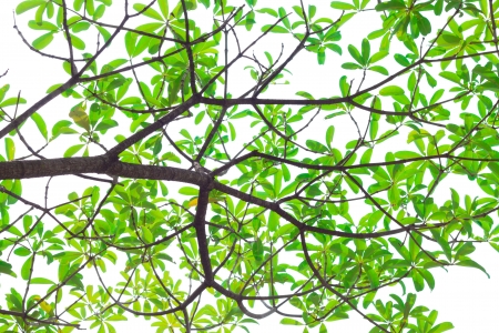 Green leaves and branch on white background. Alstonia scholaris/Apocynaceaeの写真素材