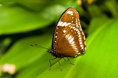 A beautiful butterfly sitting in the tree の写真素材