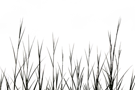 grass silhouettes background.の写真素材