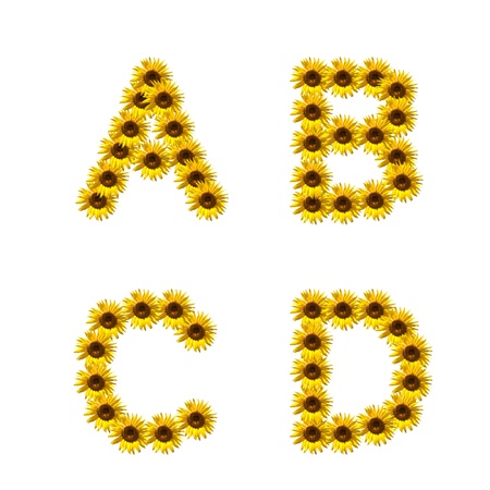 Letter A B C D from Sun flower isolated on whiteの写真素材