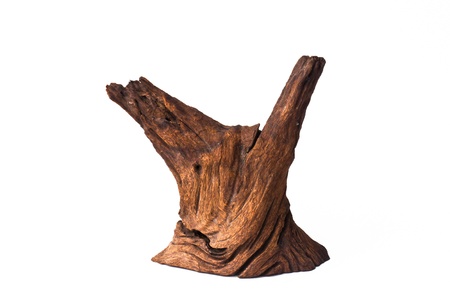 Dead wood on a white background の写真素材