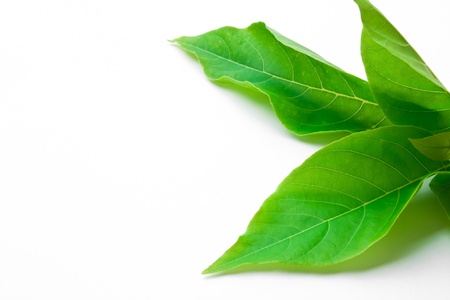 Green leaf closeup on white background.