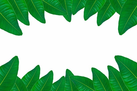 green leaves on white background,green leaves frame