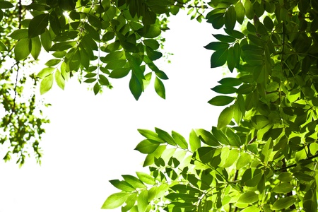 Green leaves background