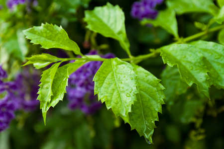 Green leaves backgroundの写真素材