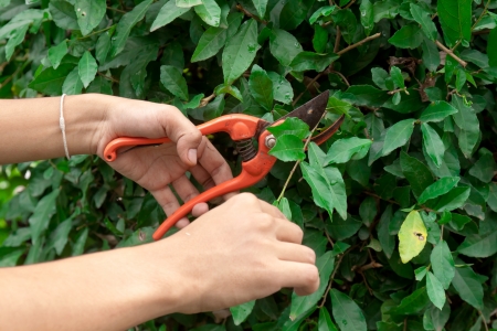Hands are cut bush clippers,Embellishment to the beautiful garden 