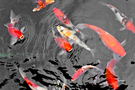 Koi Carpの写真素材