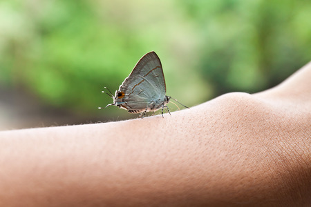 Beautiful butterfly on hand in parkの写真素材
