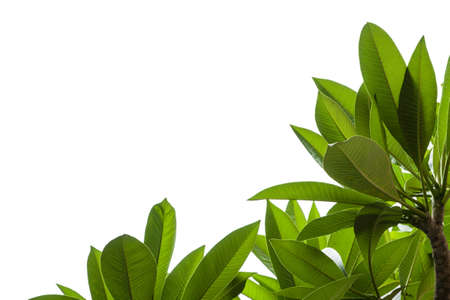 green leaf isolated on white ,frangipa ni leaf .の写真素材