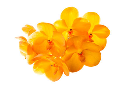 vanda orchid  isolated on white .の写真素材
