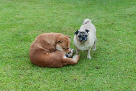 dogs playing outdoors in the garden
