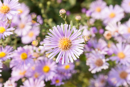 purple flowers in green park.