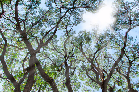 forest trees and sunlight backgrounds.の写真素材