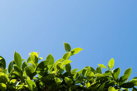 Green leaf against the sky