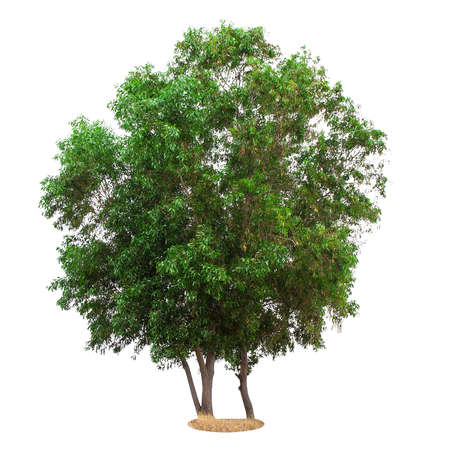 Tree isolated on white backgroundの写真素材