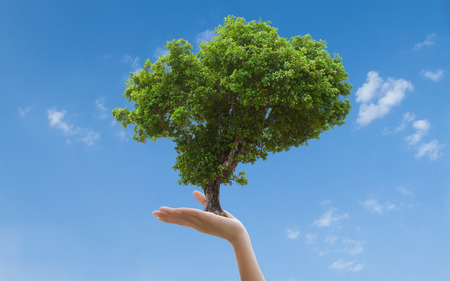 Woman hands holding plant over nature backgroundの写真素材