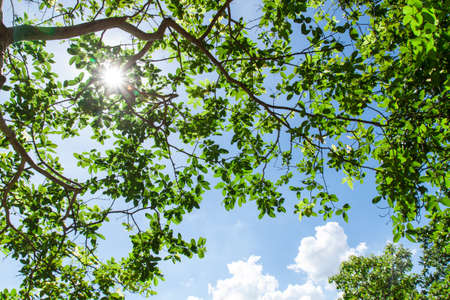 Up view on tree and sun on blue skyの写真素材