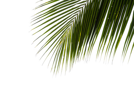 Green palm tree on white backgroundの写真素材