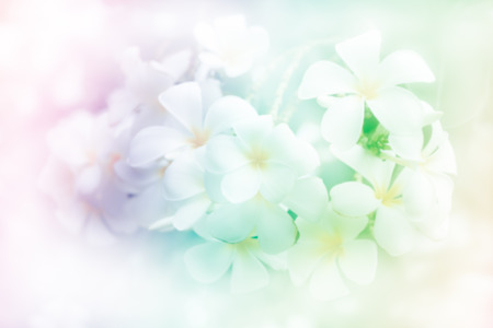 flower background,の写真素材