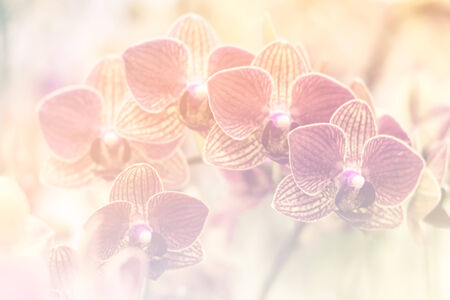 orchids in soft style,nature backgroundの写真素材
