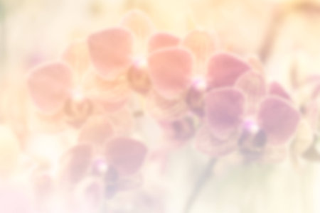 orchids in soft style,nature backgroundの写真素材
