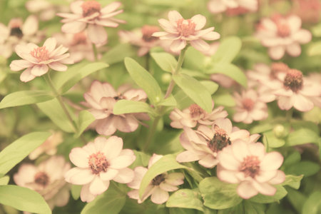 retro flowers backgroundの写真素材