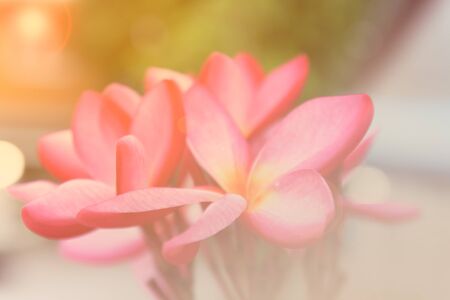 red frangipani (plumeria) in soft color for backgroundの写真素材