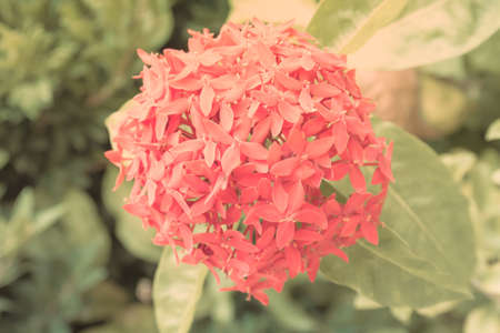 Rubiaceae flower vintage style backgroundの写真素材