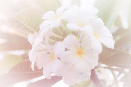 flower background,の写真素材