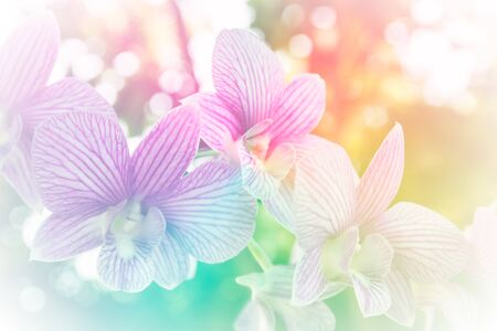 colorful orchid backgroundの写真素材
