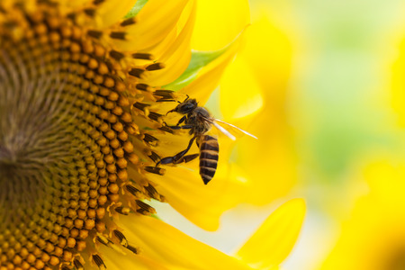 close up bee on sunflowerの写真素材