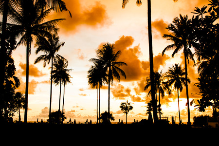 Silhouette palm treeの写真素材