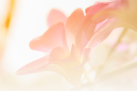 orchids in soft style,nature backgroundの写真素材