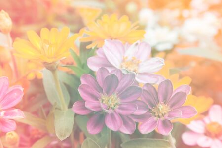 Zinnia flowers in the garden,vintage styleの写真素材