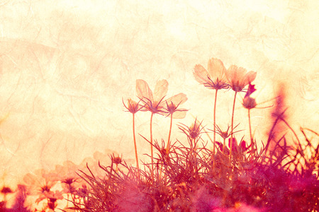 cosmos flower on mulberry paper texture for backgroundの写真素材