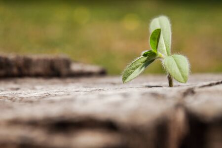 young plant growing in crack of the remains stumps.selective focusの写真素材