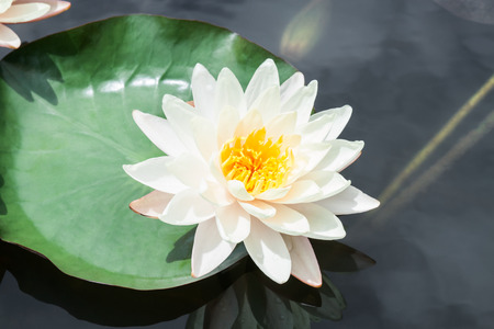 white lotus or water lily in the gardenの写真素材