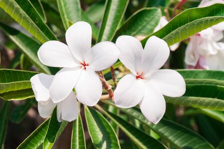 white Frangipani flowers in parkの写真素材