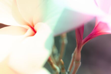 Frangipani flowers in colorful style backgroundの写真素材