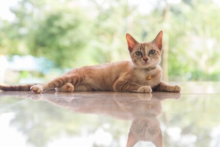 cat sitting on floor looking up with reflexの写真素材
