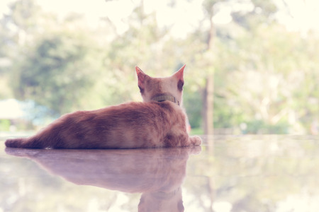 cat from the back with nature backgroundの写真素材
